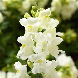 Antirrhinum Snaptini White