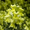 Antirrhinum Snaptini Yellow