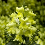 Antirrhinum Snaptini Yellow