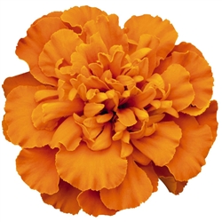 Marigold Super Hero Dp Orange Coated