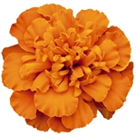 Marigold Super Hero Dp Orange Detailed