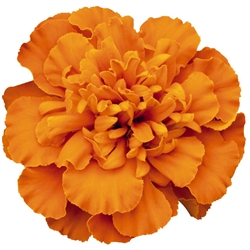 Marigold Super Hero Dp Orange Detailed