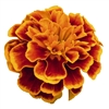 Marigold Super Hero Flame Coated