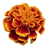 Marigold Super Hero Flame Detailed