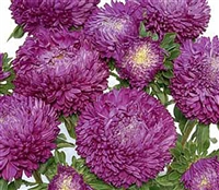 Aster Balloon Violet Blue