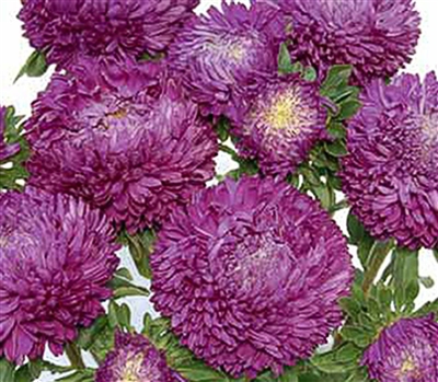 Aster Balloon Violet Blue