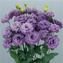 Lisianthus Celeb 2 Metalic Blue Pellets