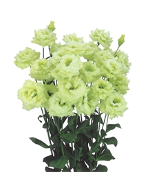 Lisianthus Celeb 2 Mint Green Pellets