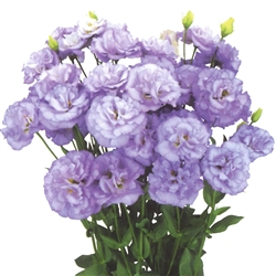 Lisianthus Celeb 2 Orchid Pellets