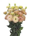 Lisianthus Celeb 2 Pink Diamond Pellets