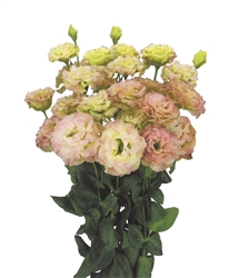 Lisianthus Celeb 2 Pink Diamond Pellets