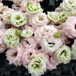 Lisianthus Celeb 1 Beige Neo Pellets