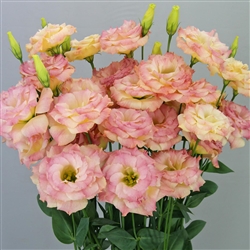 Lisianthus Megalo 2 Dp Orange Pellets