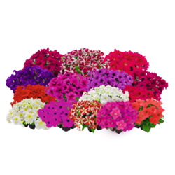 Petunia Success 360 Mix Pellets