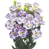 Lisianthus Megalo 3 Blue Rim Pellets_disc