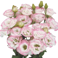 Lisianthus Megalo 3 Pop Pink Pellets