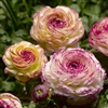 Ranunculus Mache Vanilla Bicolor Medley Pellets