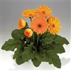 Gerbera Royal Prince Apricot