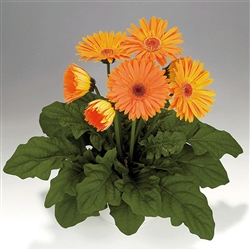 Gerbera Royal Prince Apricot