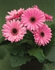 Gerbera Royal Prince Pink Bl Ctr_disc