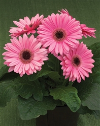 Gerbera Royal Prince Pink Bl Ctr_disc