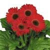 Gerbera Royal Prince Red Bl Ctr_disc