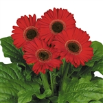 Gerbera Royal Prince Red Bl Ctr