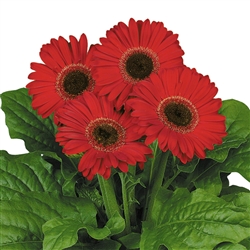 Gerbera Royal Prince Red Bl Ctr_disc