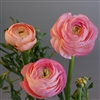 Ranunculus Highline Pastel