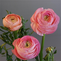 Ranunculus Highline Pastel