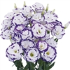 Lisianthus Megalo 2 Blue Picotee Pellets