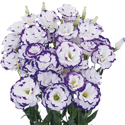 Lisianthus Megalo 2 Blue Picotee Pellets