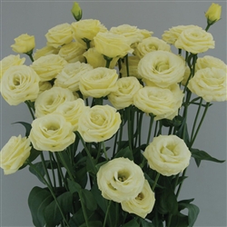 Lisianthus Arosa 4 Yellow Pellets