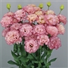 Lisianthus Celeb 2 Madonna Pellets