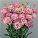 Lisianthus Celeb 2 Madonna Pellets