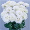 Lisianthus Celeb 2 Snow Pellets