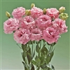 Lisianthus Super Magic Pink Pellets_disc