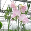 Sweet Pea Spring S'shine Blush