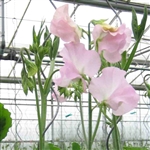 Sweet Pea Spring S'shine Blush