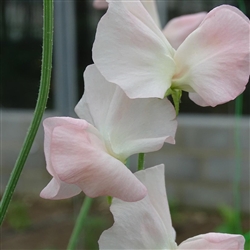 Sweet Pea Spring S'shine Champagne