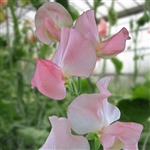 Sweet Pea Spring S'shine Nancy