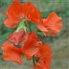 Sweet Pea Spring S'shine Orange