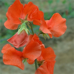 Sweet Pea Spring S'shine Orange