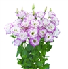 Lisianthus Megalo 3 Pink Picotee Pellets