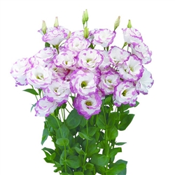 Lisianthus Megalo 3 Pink Picotee Pellets