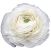 Ranunculus Highline Snowflake