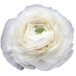 Ranunculus Highline Snowflake