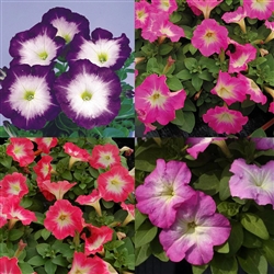Petunia Mambo Morn Mix Pellets