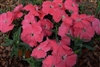 Dianthus Diana Pink