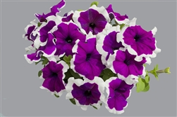 Petunia Limbo Violet Picotee Pellets